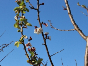 Yalancı Baharın Yalan Çiçeği