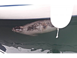 Çeşme Marina’nın Yeni Misafiri Akdeniz Foku