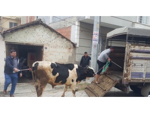 Hayvan Tahliyesinde Arbede