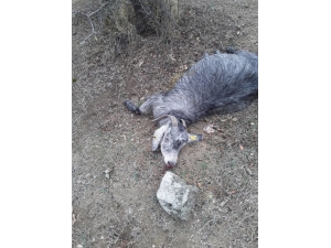 Kırkağaç’ta Çakallar 15 Keçiyi Telef Etti