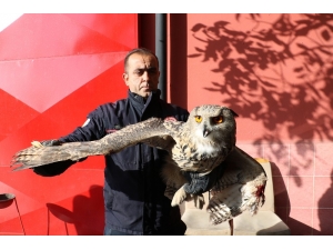 Eve Gizlice Girdi, Görünümüyle Görenleri Şaşırttı