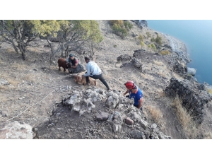 Kayalıklarda Mahsur Kalan Keçiler, 4 Saatte Kurtarıldı