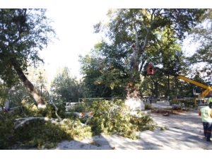 Tekerlemeye Konu Olan Asırlık Çınar Kesildi