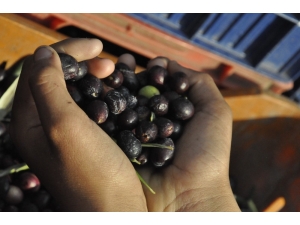 Zeytin Yağında Doğru Bildiğimiz Yanlışlar