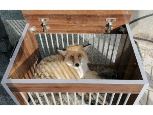 Yaralı Kızıl Tilki İle Puhu Tedavi Altına Alındı