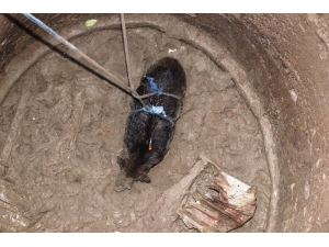 Kuyuya Düşen 100 Kiloluk Domuz Vinç Yardımıyla 6 Saate Kurtarıldı