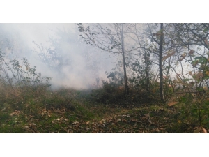 Ordu’da Orman Yangını Kontrol Altına Alındı