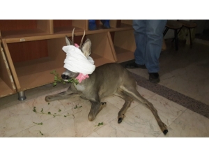 Sinop’ta Yaralı Elik Tedaviye Alındı