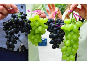 Üzümde İkinci Hasat Hayali Gerçek Oldu