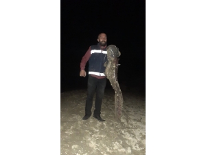 İki Atışta 55 Kilogramlık 2 Yayın Balığı Yakaladı