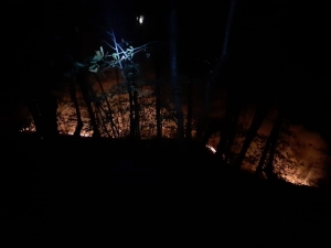 Ordu’da Orman Yangınları Kontrol Altında