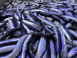 Karadeniz’de Hamsi Yeniden Yükselişte