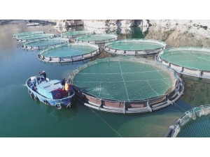 Türkiye’de Ençok Elazığ’da Üretilen Alabalık 18 Bin Tona, Somon Bin Tona Yükseldi