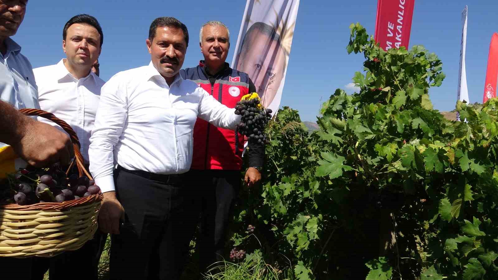 bereketin-yasandigi-uzumde-bag-bozumu-basladi-85-bin-ton-rekolte-bekleniyor