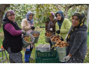 Bataklık Araziden Tonlarca Kivi Hasadına