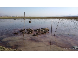 Kaçak Yabani Ördek Avcısı Yakalandı