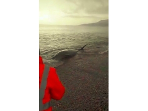 Sahile Vuran Dev Gagalı Balina’nın Yardımına Sahil Güvenlik Ekipleri Koştu