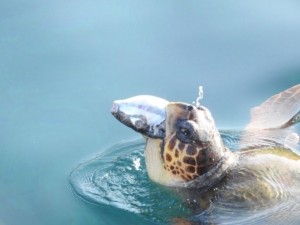 Validen Balon Balığı Yiyen Caretta Caretta Paylaşımı
