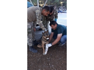 Türk Ordusu, Her Canlının Yarasını Sarıyor