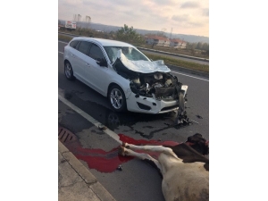 Otomobil Başıboş Gezen İneğe Çarptı