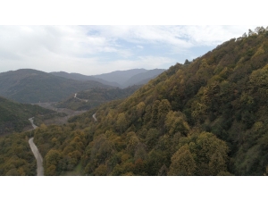 Kocaeli Ormanlarında Renk Cümbüşü