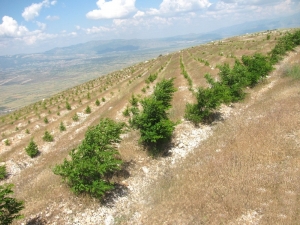Özdemir; “Suyu Düştüğü, Toprağı Oluştuğu Yerde Tut”