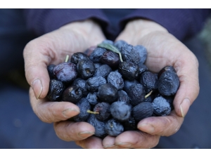 Bu Zeytin Türkiye’nin Kuzeydoğusu’nun En Uç Noktasında Yetişiyor