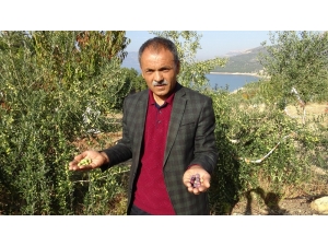 Ermenek’te Zeytin, Yöre Halkının Umudu Oldu