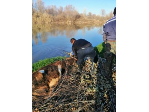 Çamura Saplanan İneği İtfaiye Kurtardı