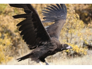 Dünyanın En Tehlikeli Yırtıcılarından, Akbaba Yakından Görüntüledi