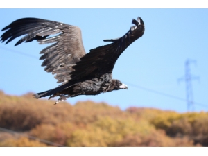 Nesli Tehlike Altında Olan Kara Akbaba Erzincan’da Görüntülendi