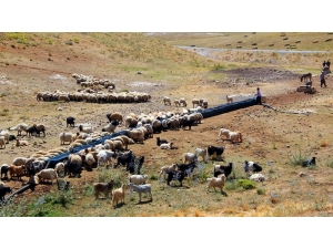 Van’da Tarım Ve Hayvancılığı Geliştirecek Büyük Hamle
