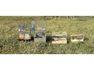 Saka Kuşu Avcılarına 12 Bin Lira Ceza