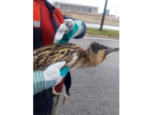 Konya’da Nesli Tükenmekte Olan Balaban Kuşu Bulundu