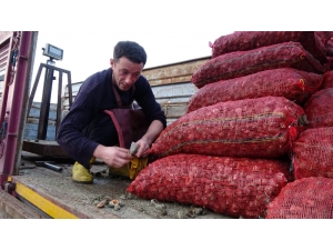 Deniz Ürünleri İhracatında Önemli Bir Yer Tutan Deniz Salyangozu Balıkçıların Gelir Kaynağı Oldu