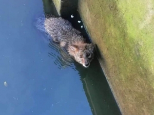 Havuzda Mahsur Kalan Tilkiyi Vatandaşlar Kurtardı