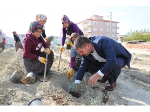 Burdur’da 4 Bin Lavanta Toprakla Buluştu