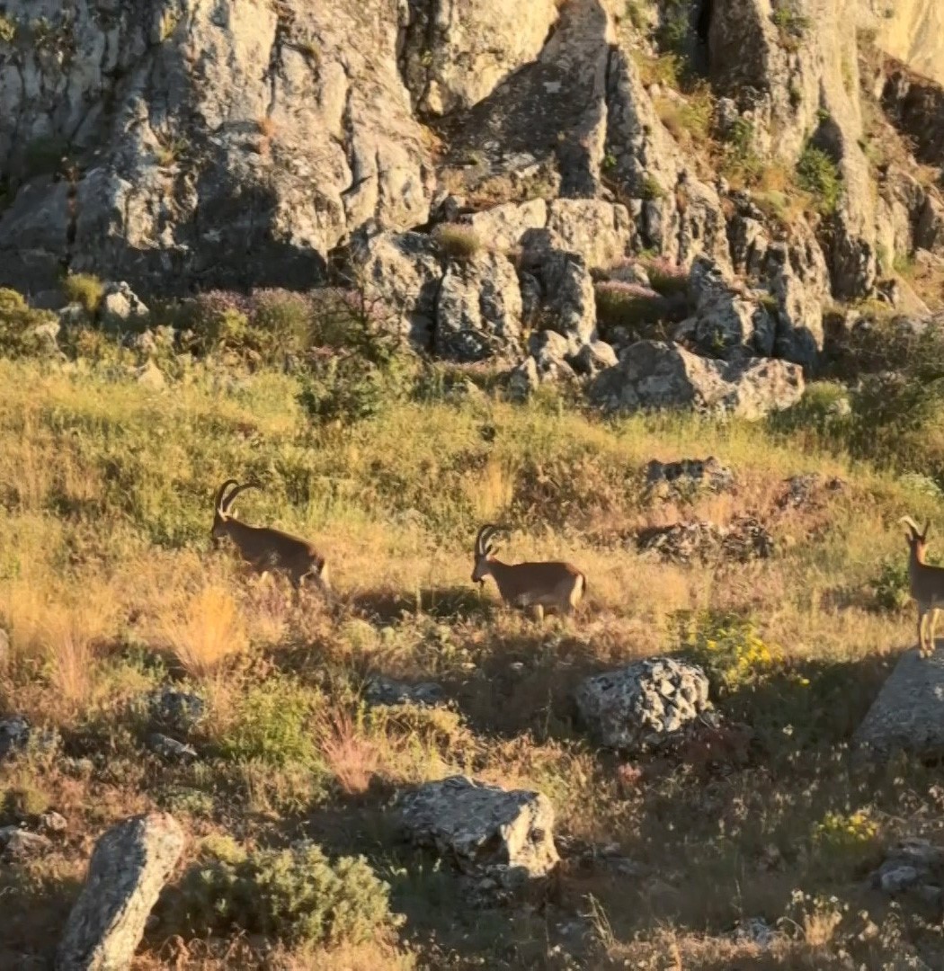 tarihi-harput-ta-dag-kecileri-goruldu