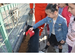 Miniklerin Biriktirdikleri Harçlıkları Sokak Hayvanlarına Mama Oldu