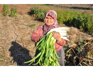 150 Yıllık Ata Tohumlarıyla Üretilen Pırasa