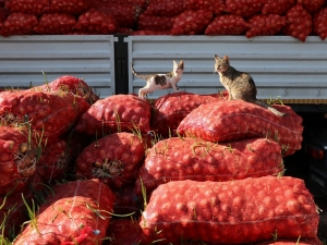 Tonlarca Meyve Ve Sebze Kabzımalların Elinde Kaldı