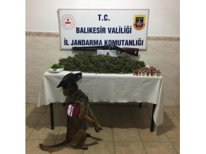 Bandırma’da Uyuşturucu Operasyonu : 4 Gözaltı