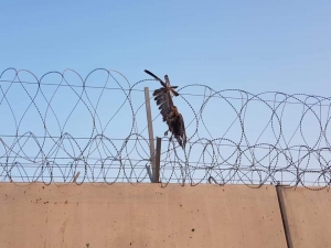 Hudut Tellerine Takılan Şahinin İmdadına Mehmetçik Yetişti