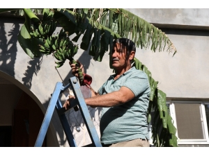 Mezopotamya Ovasında Akdeniz İklimi Meyveleri Yetişmeye Başladı