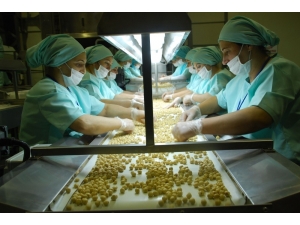 Avrupa’ya On Ayda Yaklaşık 10 Bin 632 Ton İç Fındık İhraç Edildi