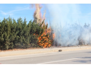 Kaynak Kıvılcımı Çam Ağaçlarını Yaktı