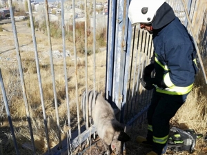 Demir Parmaklıklara Sıkışan Köpek Kurtarıldı