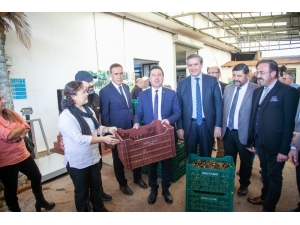 Bodrum Zeytinyağına ‘Kalite’ Dokunuşu