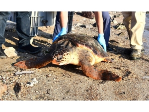 Ağlara Takılan Caretta Caretta Kurtarıldı