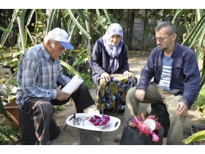 Bahçede Kilosu, Tezgahta Tanesi 30 Lira